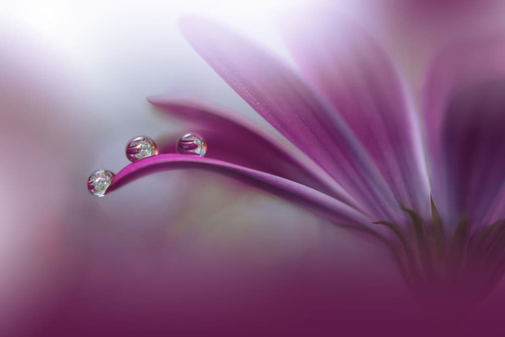 Delicate Purple Dew by Juliana Nan — canvas wall art