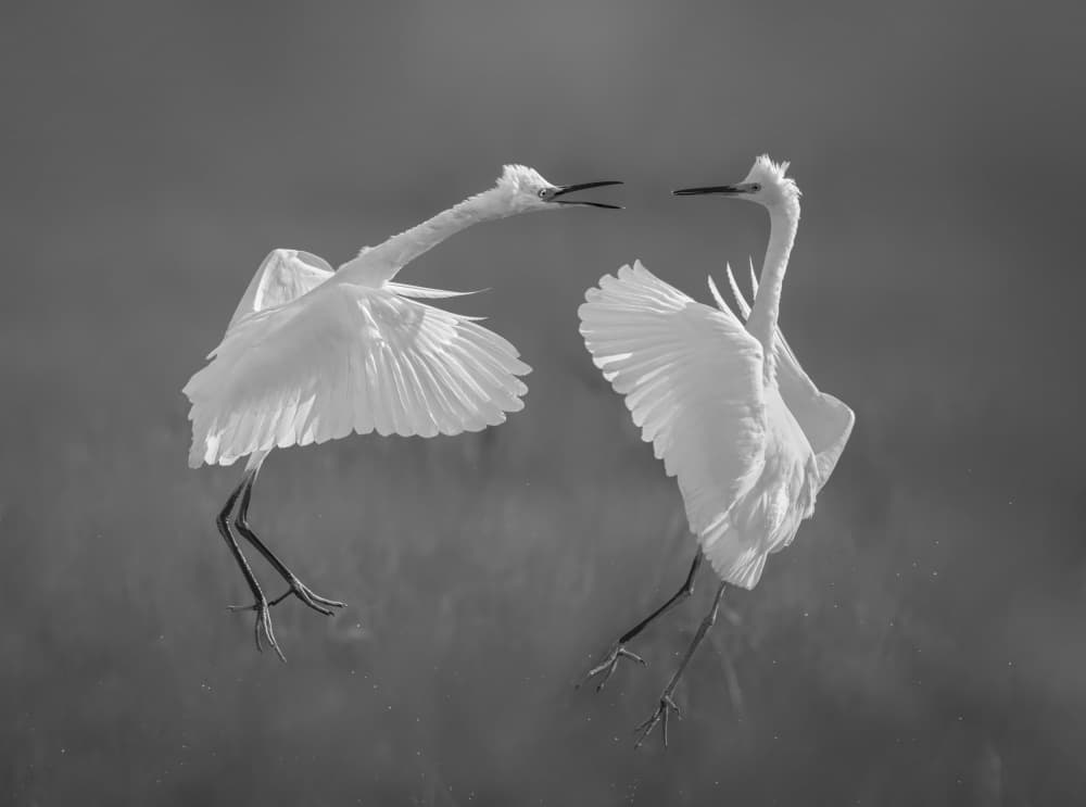 Dancing White Egrets by Xiaobing Tian — canvas wall art