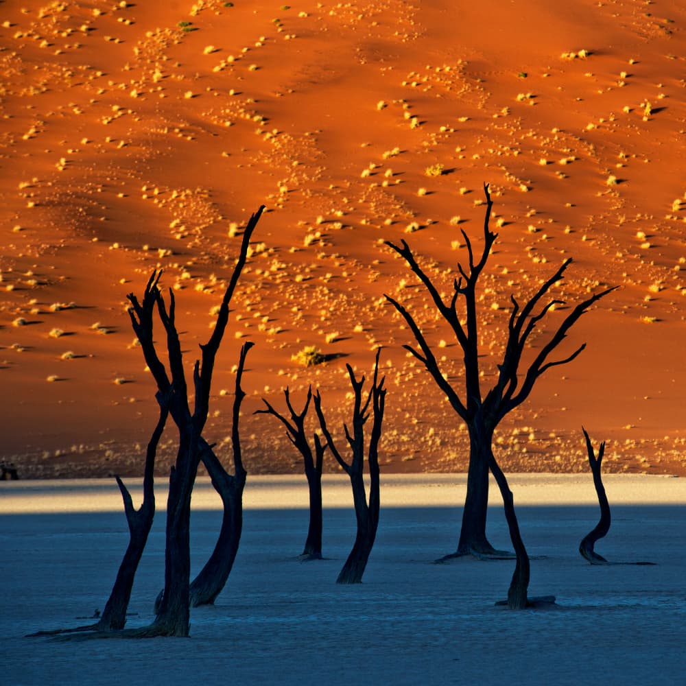 Deadvlei Desert Dawn by Mark Boyle — canvas wall art