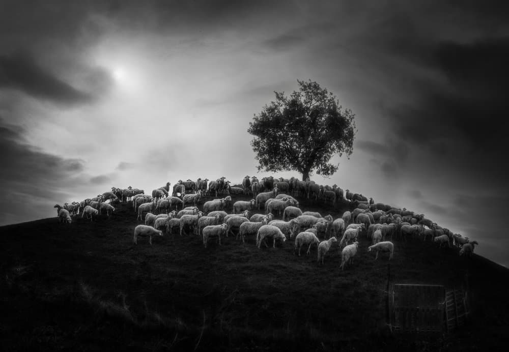 Solitary Tree Hillside by Todor Tanev — canvas wall art