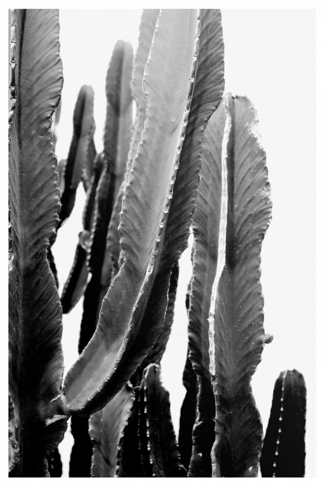Cactus Elegance by THE MIUUS STUDIO — canvas wall art