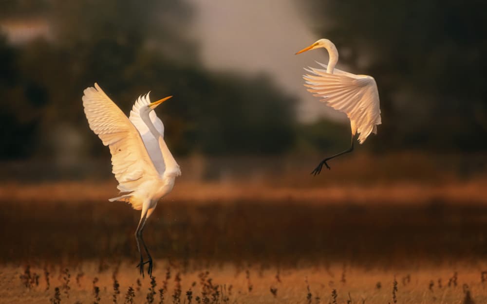 Graceful Egrets in Flight by Joan Zhang — canvas wall art