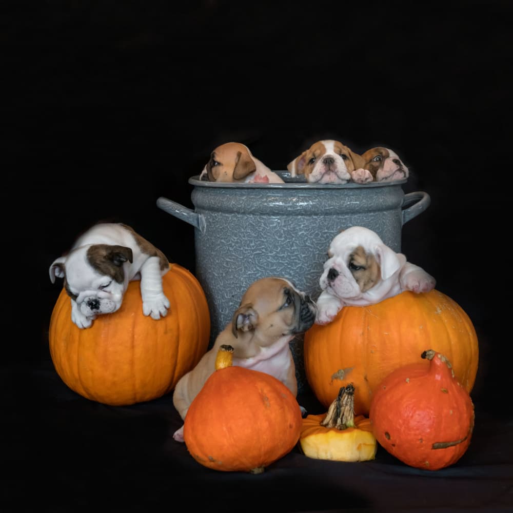 Puppies and Pumpkins by Gert van den Bosch — canvas wall art