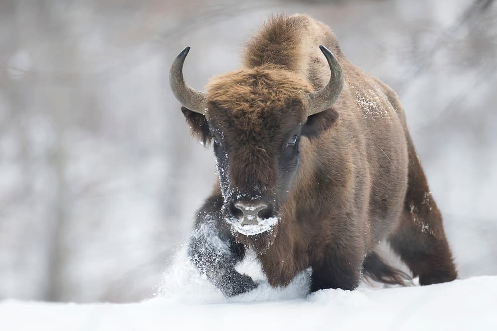 Wild Bison In Snow by Sebastian Mastahac — canvas wall art