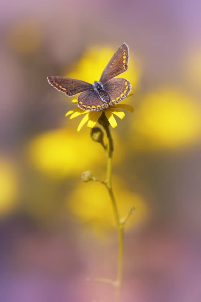 Brown Butterfly on Yellow Flower by Fabrizio Daminelli — canvas wall art