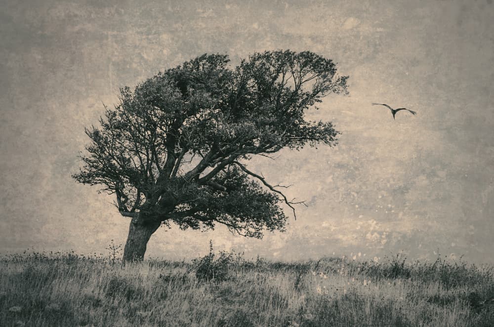 Windswept Tree and Bird by Desislava Ignatova — canvas wall art