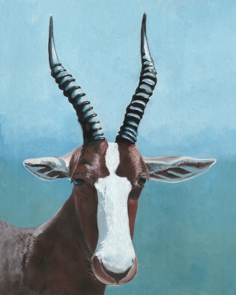 Painted Blesbok Gaze by Viccy Wanliss — canvas wall art