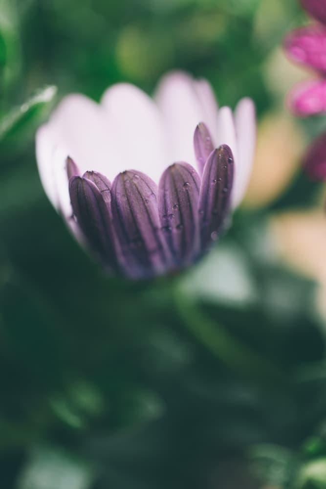 Delicate Purple Bloom by Javier Pardina — canvas wall art
