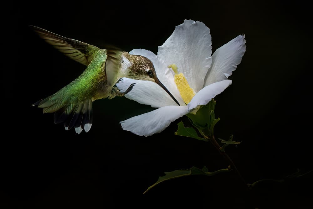Green Hummingbird White Flower by Qing Zhao — canvas wall art