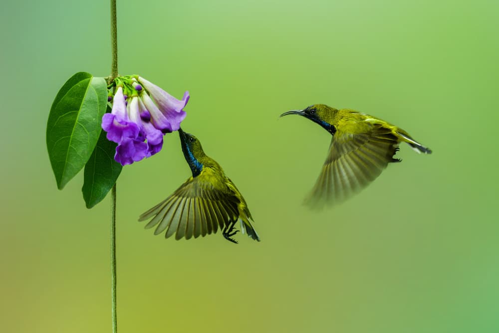 Sunbirds Nectar Blooms by Edy Pamungkas — canvas wall art