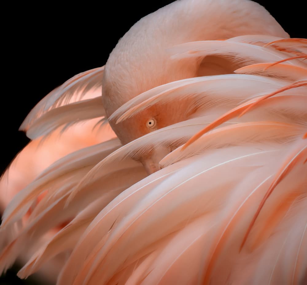 Hidden Flamingo Eye by Cristian Vasile — canvas wall art