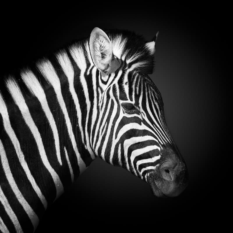 Wild Zebra Portrait by fegari — canvas wall art