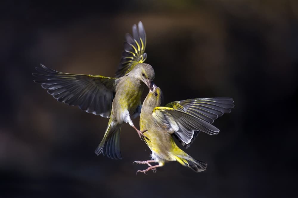 Greenfinch Feeding Flight by Marco Redaelli — canvas wall art