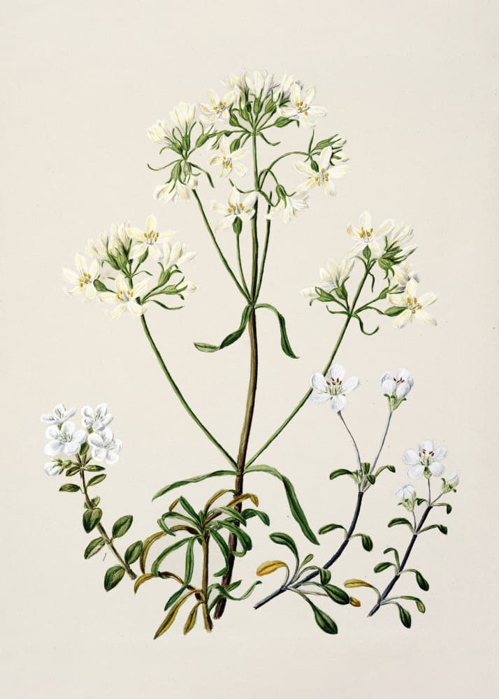 New Zealand Gentiana Drawn By Sarah Featon (1848–1927) by Sarah Featon — canvas wall art