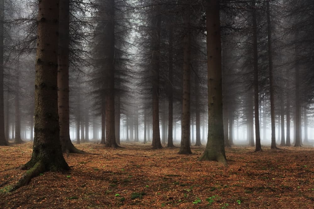 Deep Misty Forest by Dragisa Petrovic — canvas wall art