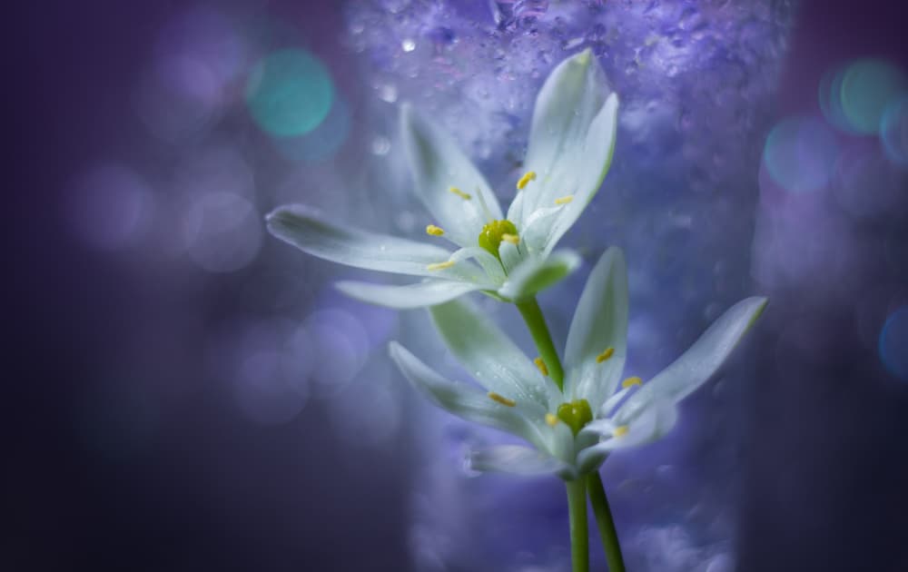 Delicate White Blooms by Shihya Kowatari — canvas wall art