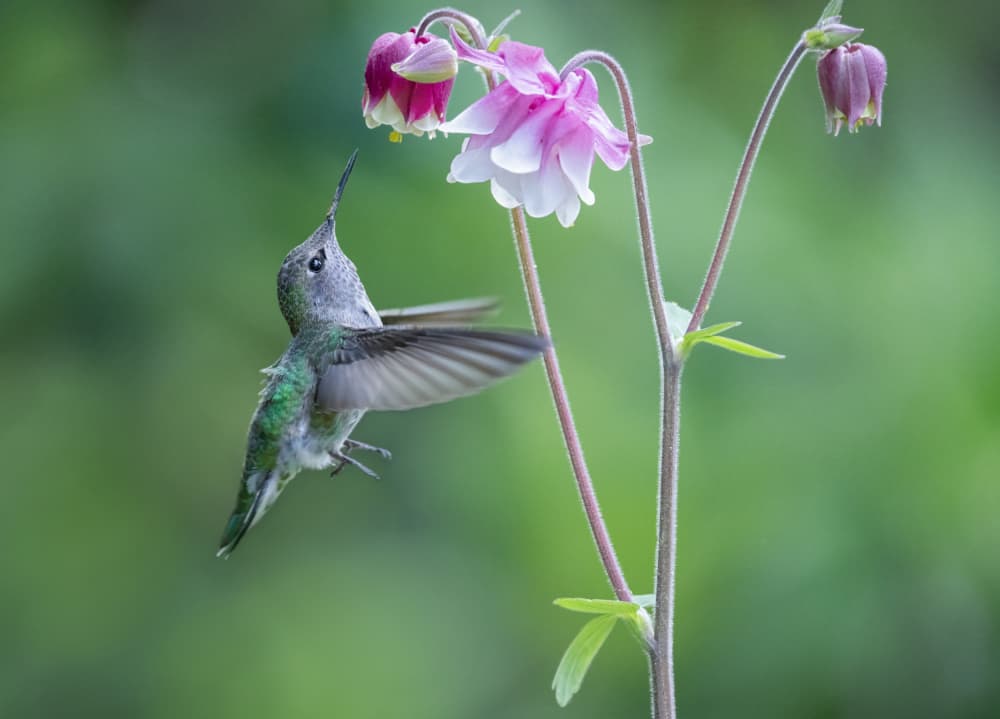 Hummingbird Nectar Delight by Xiaojian Huang — canvas wall art