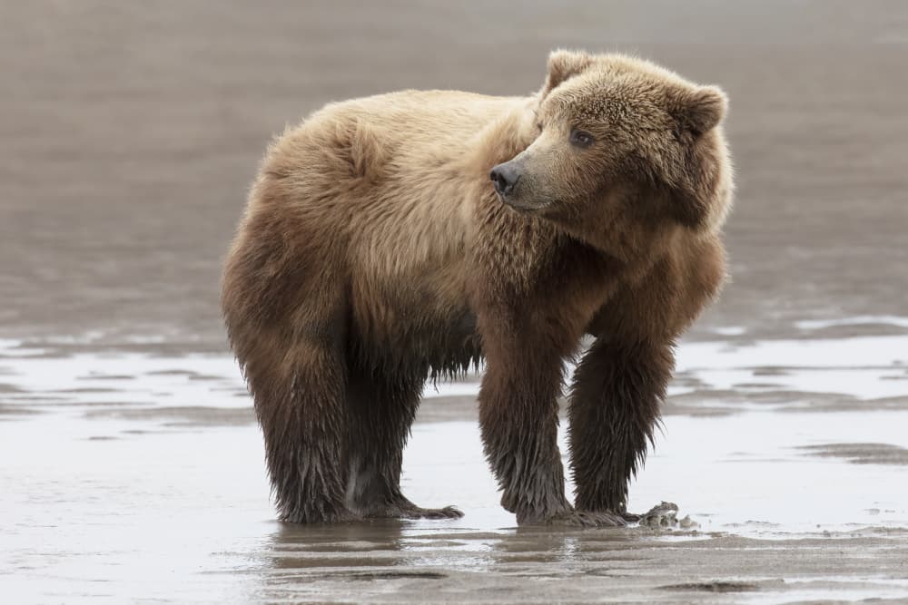 Coastal Brown Bear by Linda D Lester — canvas wall art