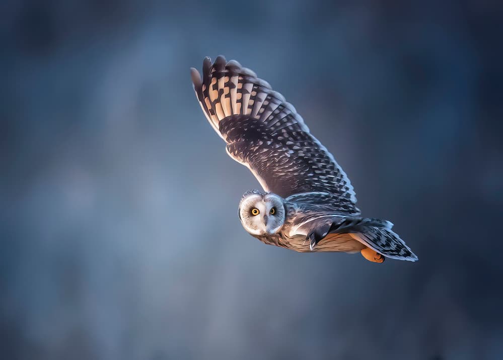 Dramatic Owl Flight by Tao Huang — canvas wall art
