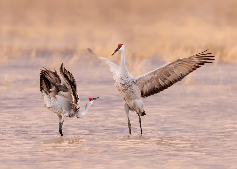 Sandhill Crane Dance by James Lu — canvas wall art