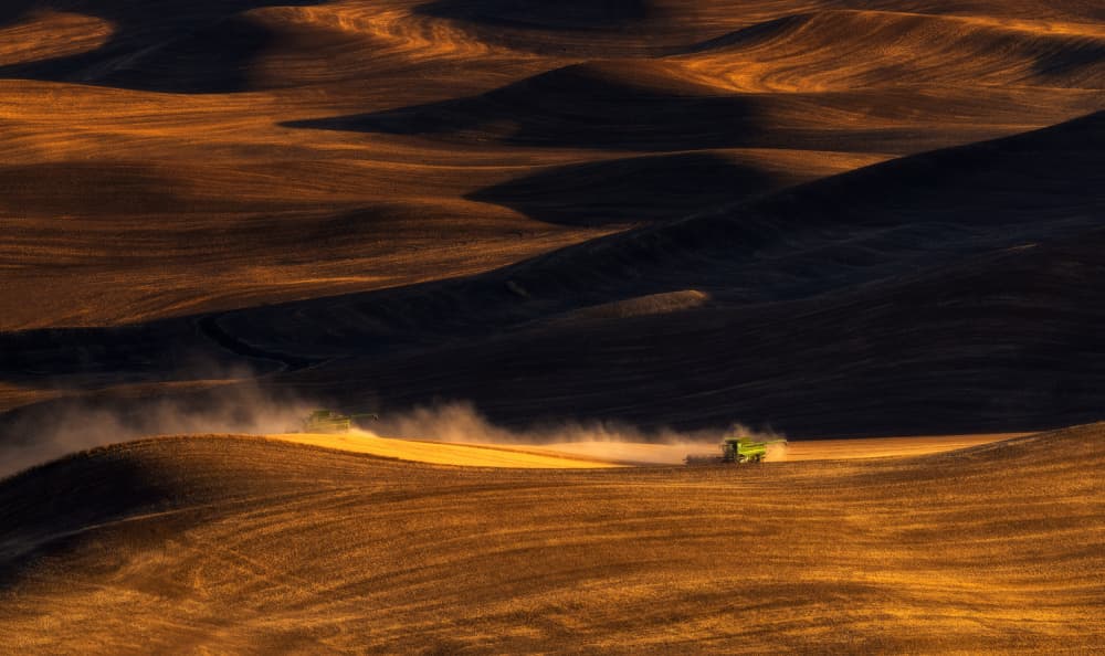 Golden Harvest Fields by Joanna W — canvas wall art