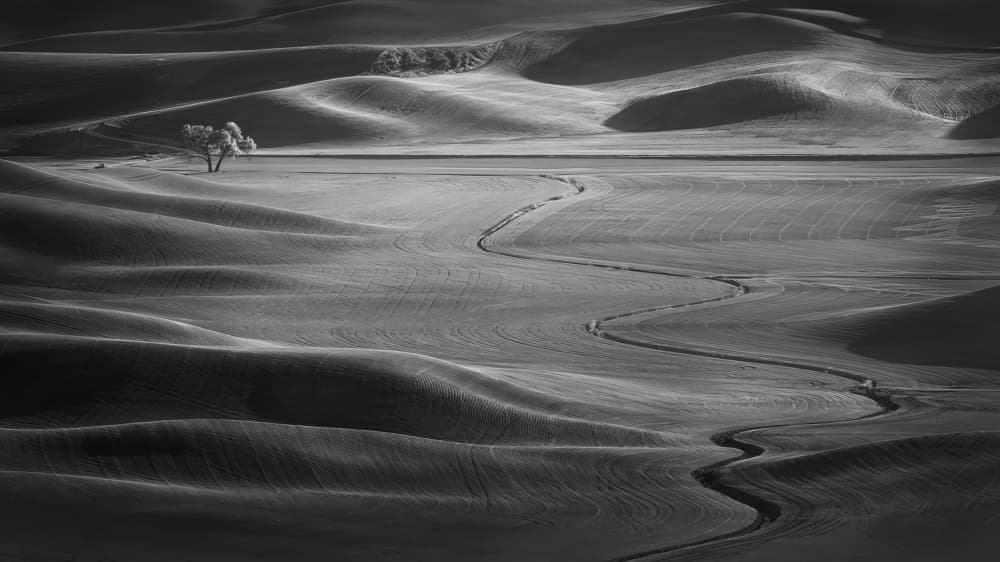 Monochrome Lone Tree Path by Rong Wei — canvas wall art