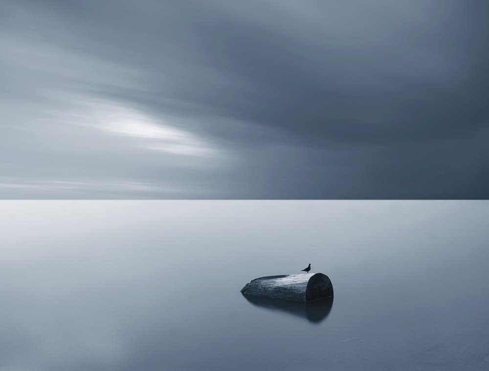 Solitary Bird Horizon by Mindaugas Žarys — canvas wall art
