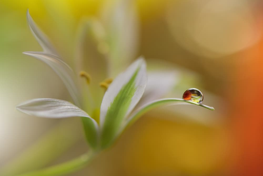 Delicate Dewdrop Flower by Juliana Nan — canvas wall art