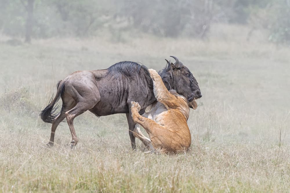 Lion Wildebeest Struggle by Jie Fischer — canvas wall art