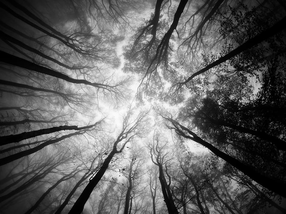 Misty Forest Sky by Ajven — canvas wall art