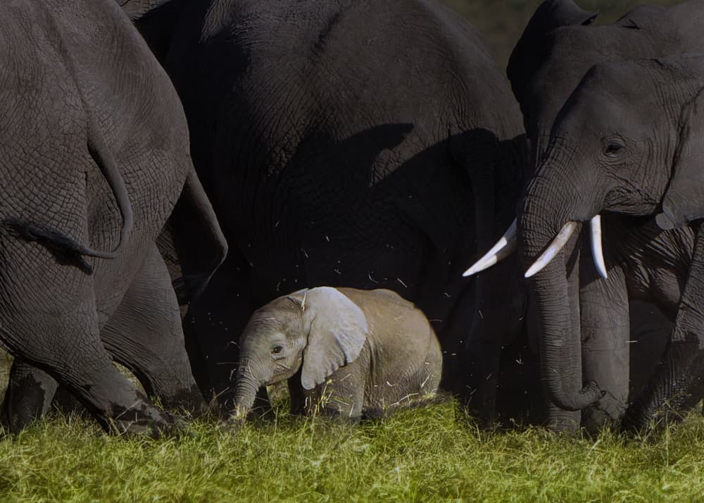Protected Baby Elephant by Melinda Li — canvas wall art