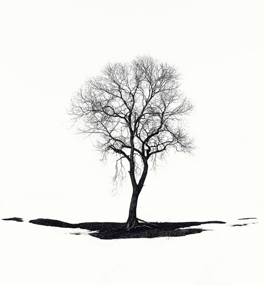 Stark Winter Tree by Dmitry Doronin — canvas wall art