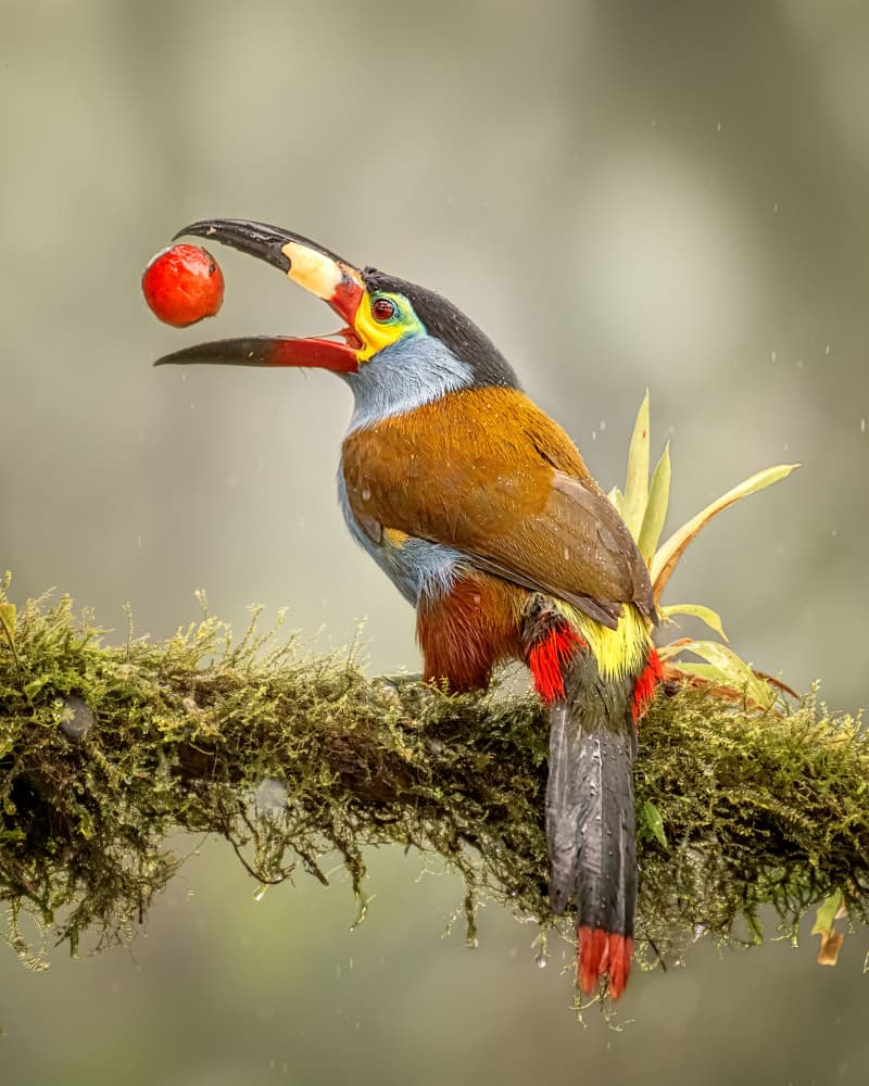 Colorful Toucan Feast by Siyu_Wei APA — canvas wall art