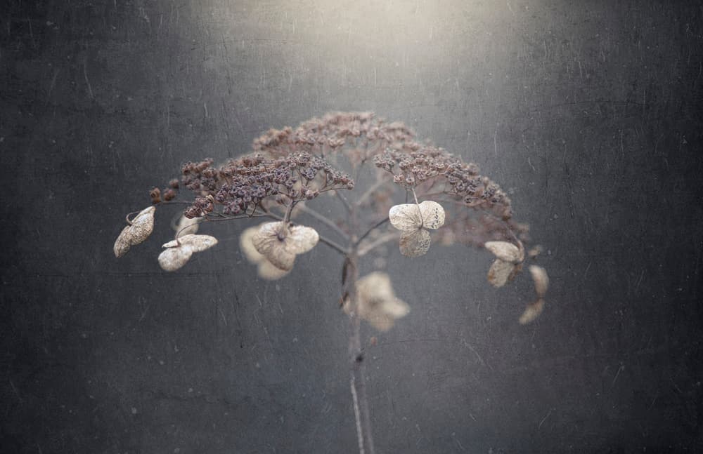 Dried Winter Bloom by Takashi Suzuki — canvas wall art