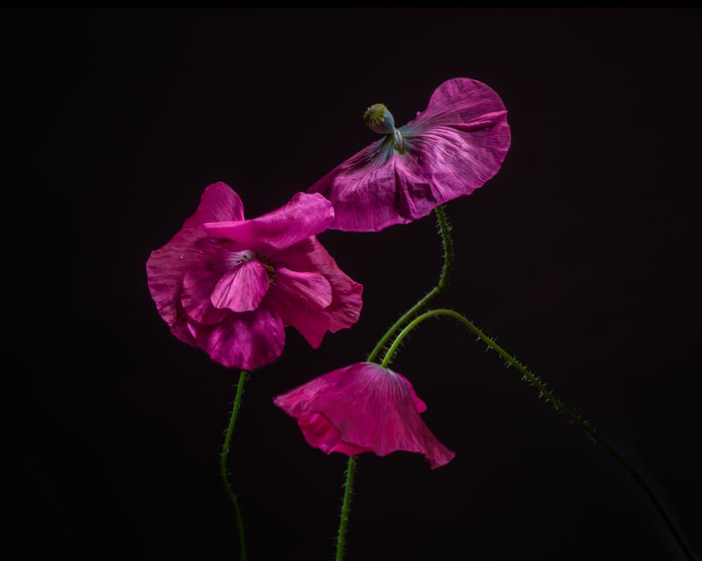 Dramatic Magenta Poppies by Katarina Holmström — canvas wall art