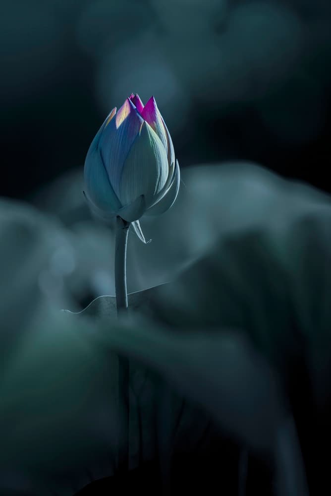 Emerging Pink Lotus by Judy Tseng — canvas wall art