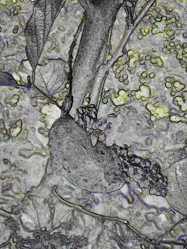 Sketched Cacao Tree by Santhosh ch — canvas wall art