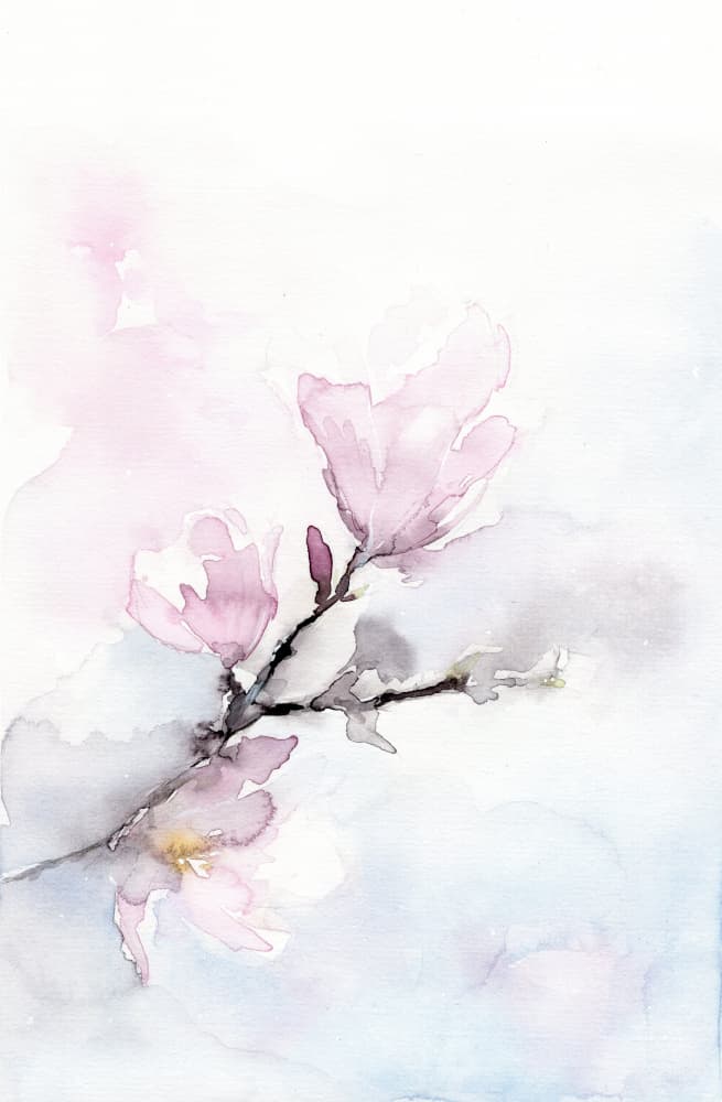 Soft Magnolia Blooms by Helena Engström — canvas wall art