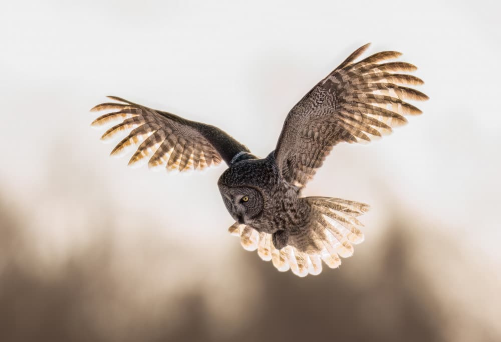 Great Gray Owl Flight by Yunqiang Li — canvas wall art
