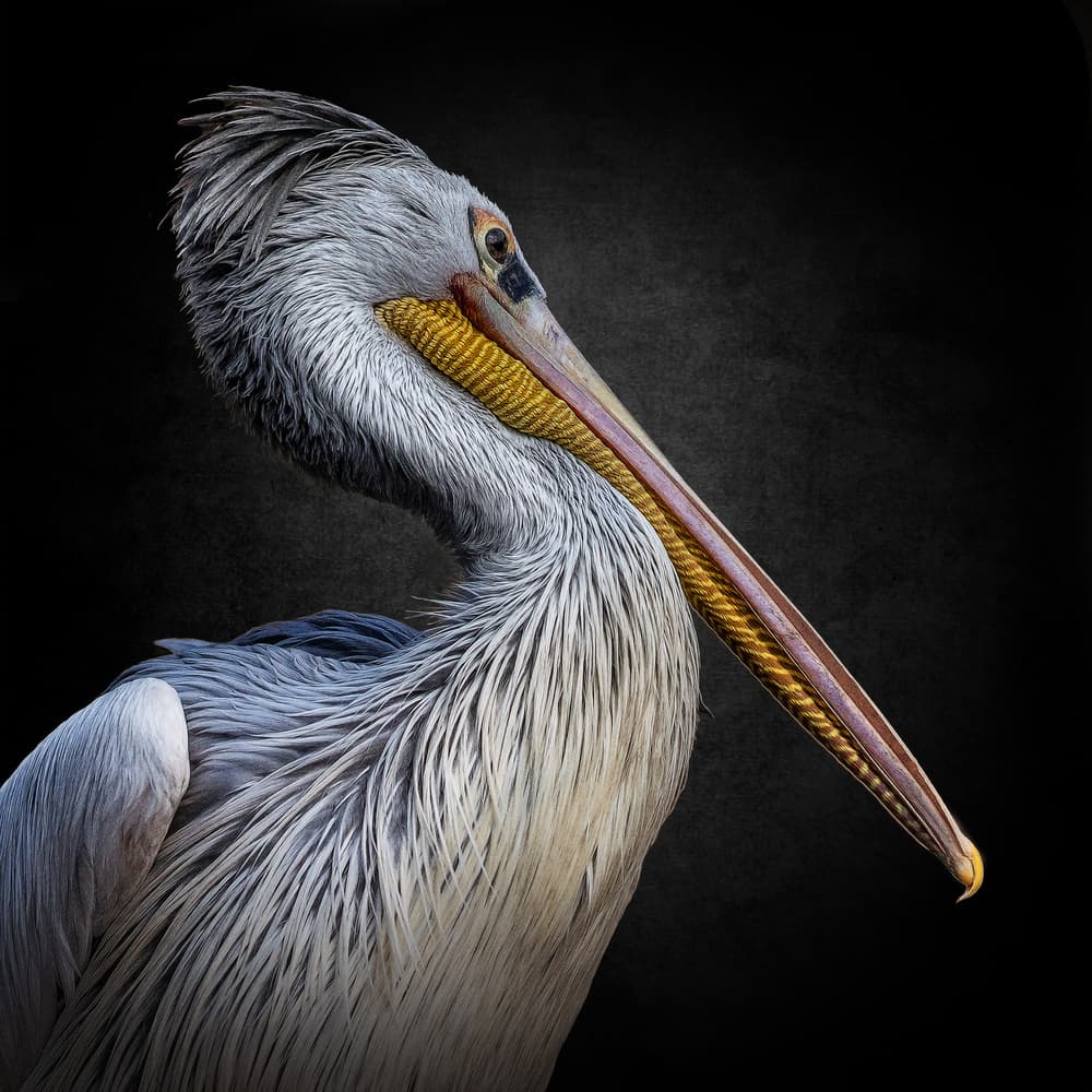 Majestic Pelican Portrait by Mari O` Benz — canvas wall art