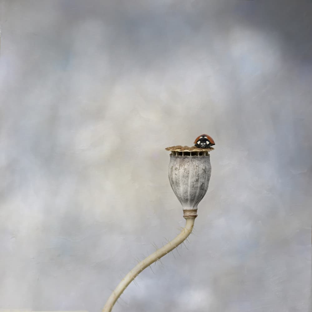 Poppy Seed Ladybug by Lotte Grønkjær — canvas wall art