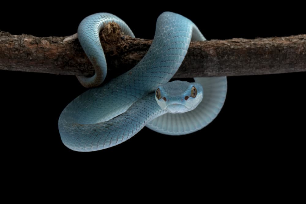 Intense Blue Viper by Kurit Afsheen — canvas wall art