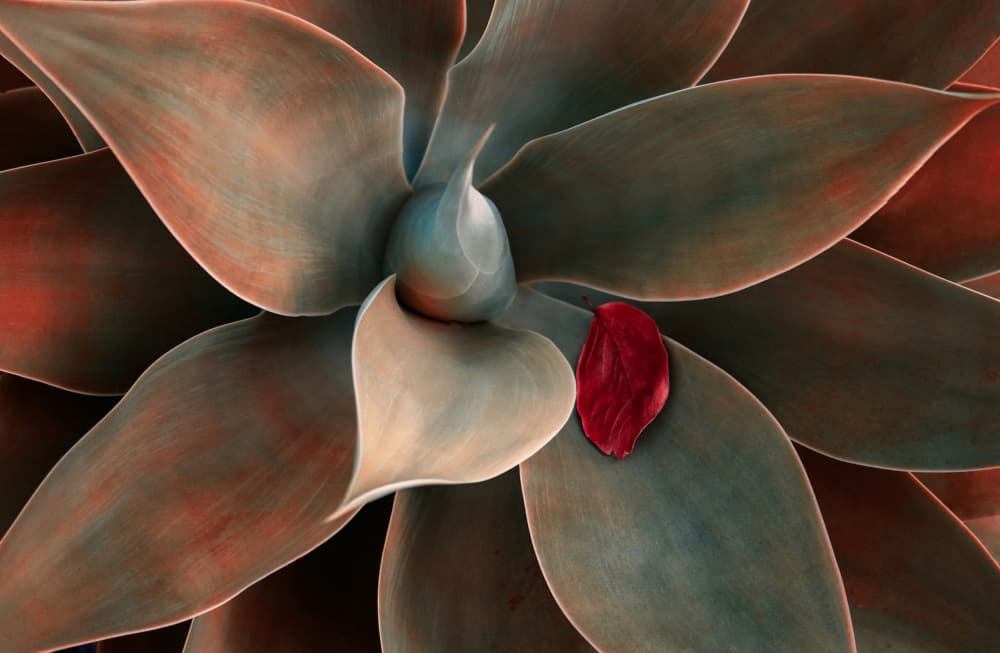 Succulent With Red Accent by Robin Wechsler — canvas wall art
