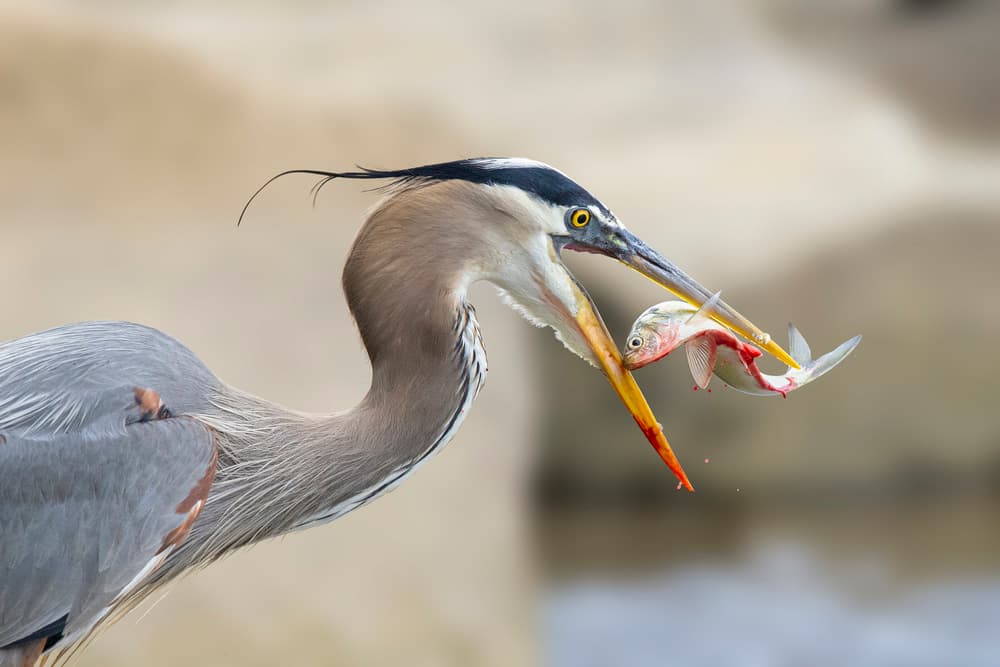 Great Blue Heron Catch by Mountain Cloud — canvas wall art