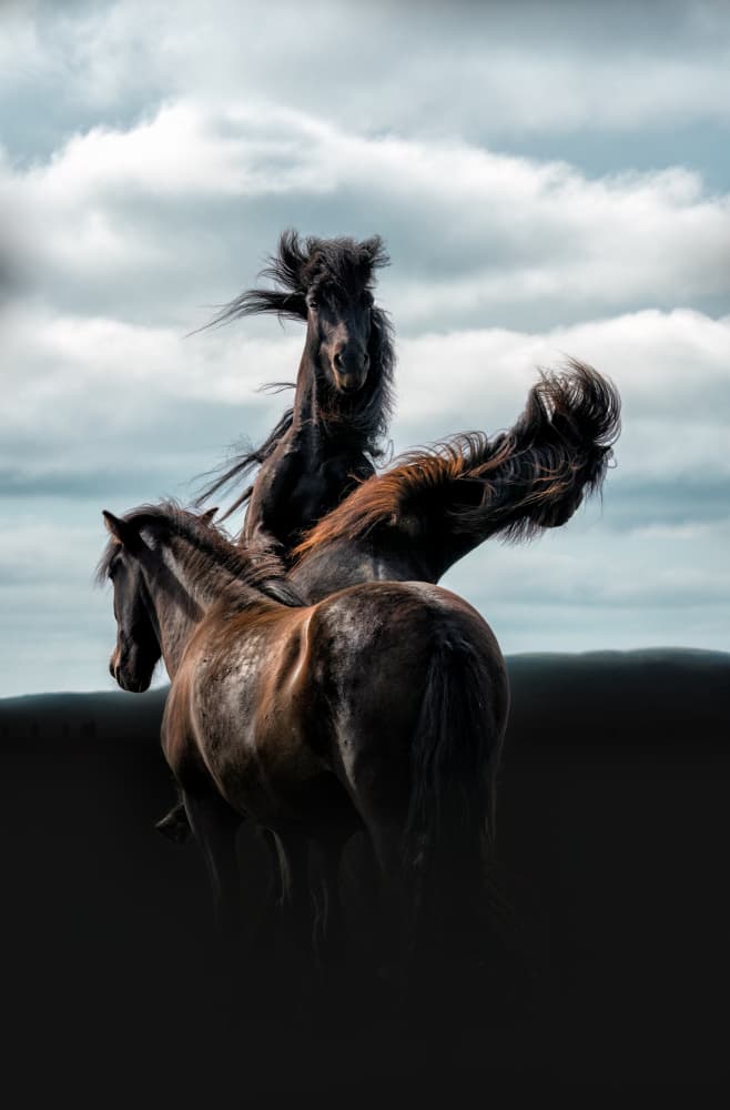 Wild Horses Rearing by Aidong Ning — canvas wall art