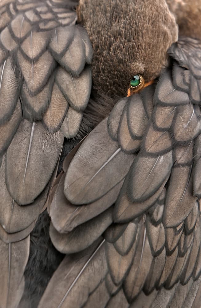 Feathered Green Eye by Amy Marques — canvas wall art