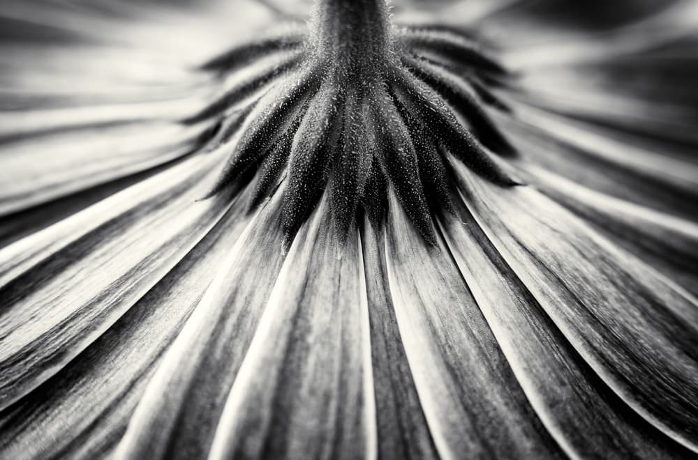 Abstract Flower Petals by Corinna van der Ven — canvas wall art