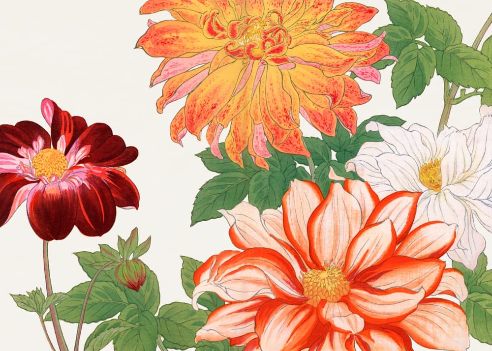 Dahlia Flower No.2 by Tanigami Konan — canvas wall art
