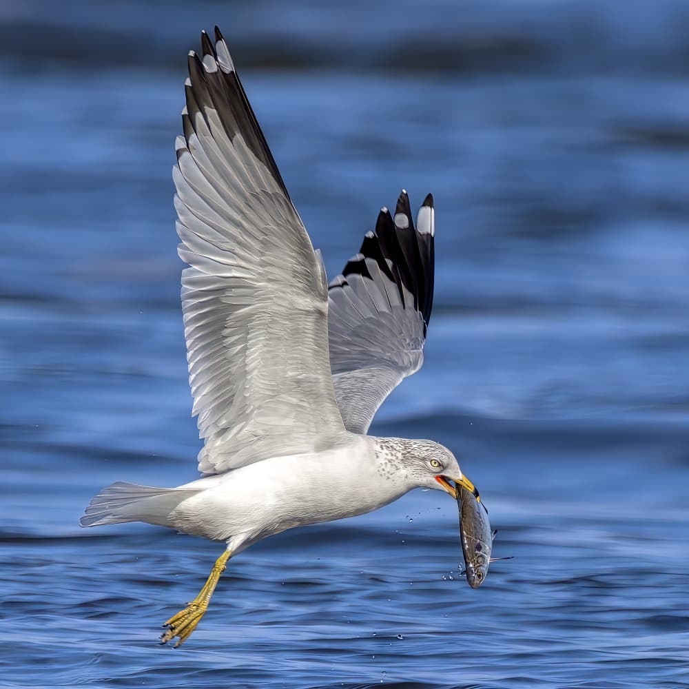 Seagull Catches Fish by Jacob (Jian) Xu — canvas wall art