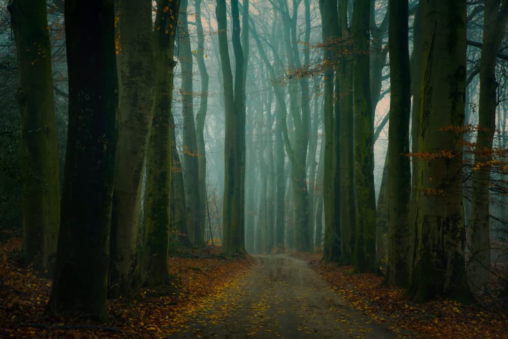 Last leaves by Anton van Dongen — canvas wall art